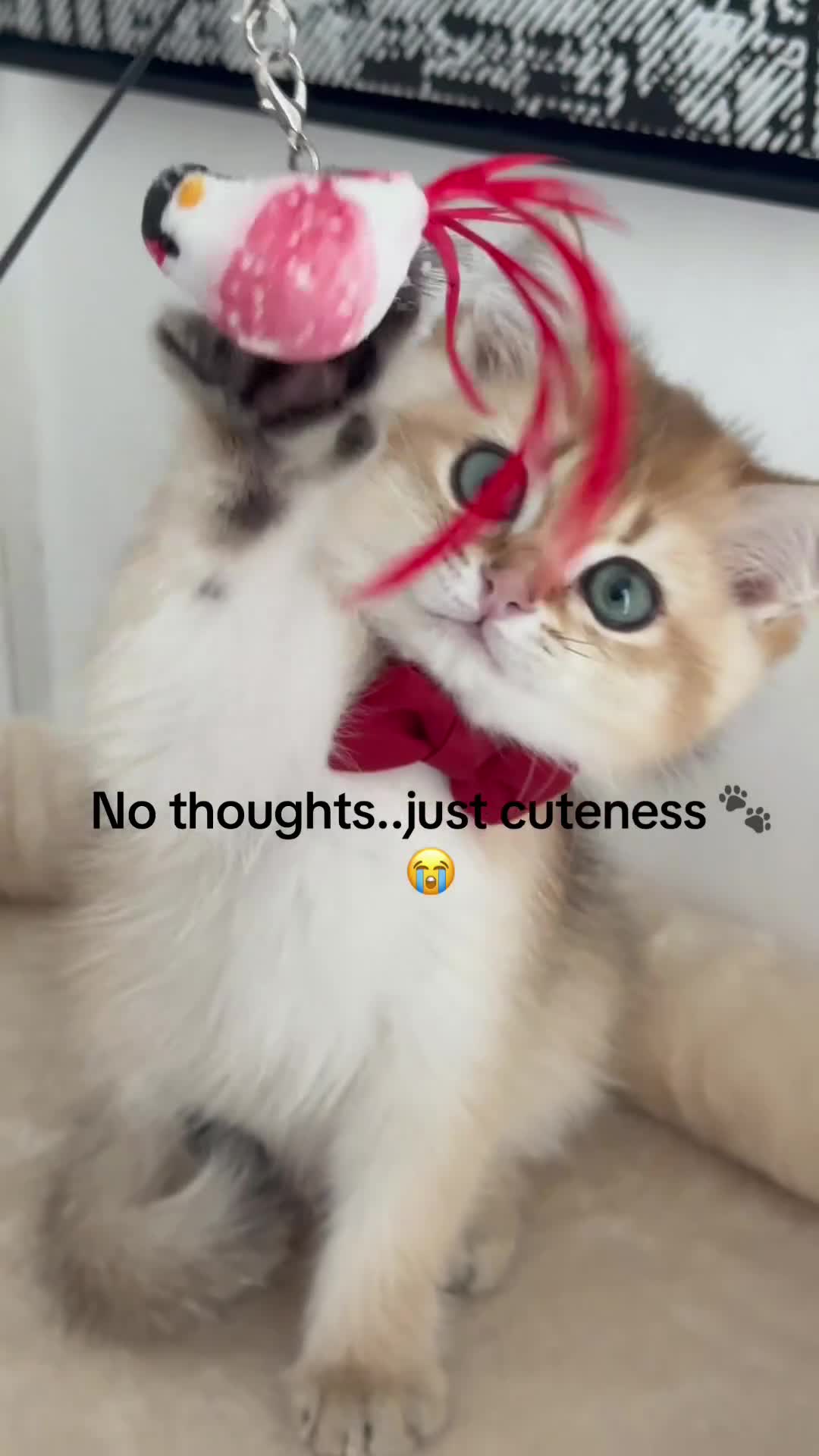 Brazilian Shorthair cats for sale: British short hair kitten (Mochi NY11) in Leeds - Video 3