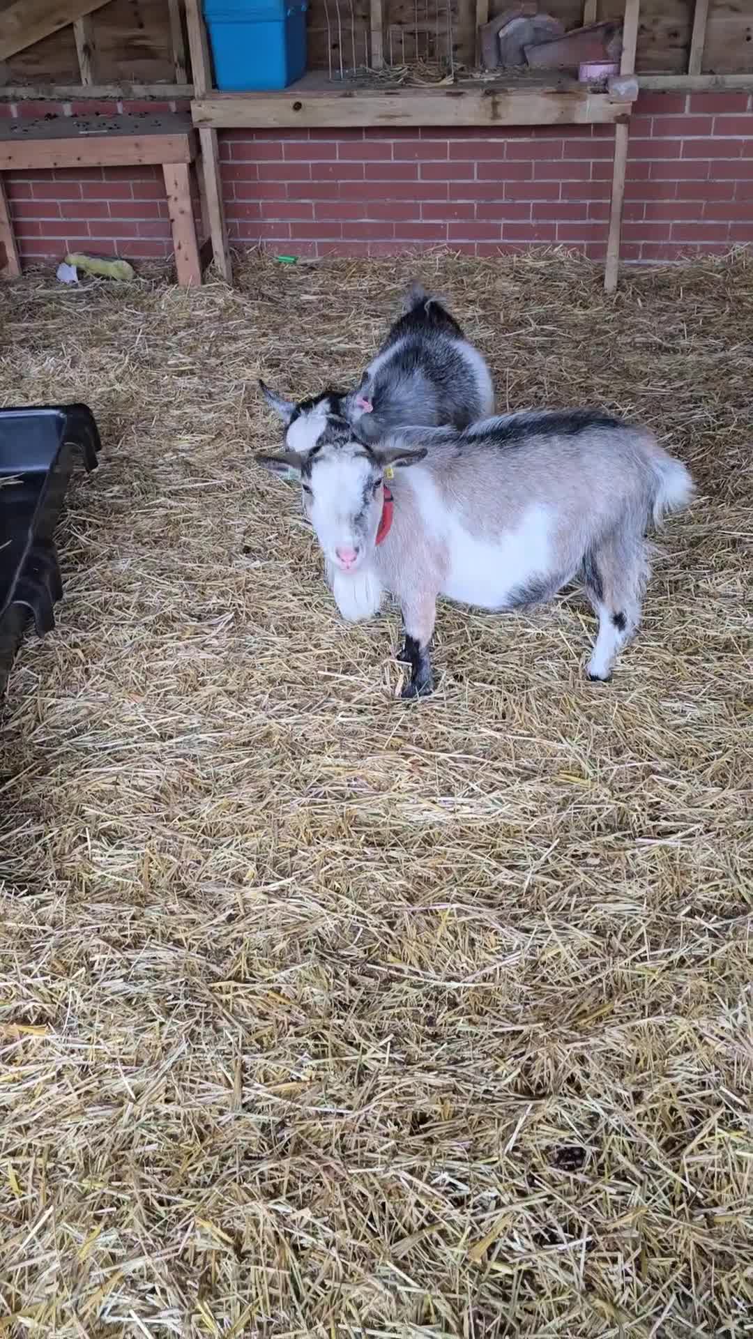 Goats livestock for sale: Little wether and nanny  - Video 1