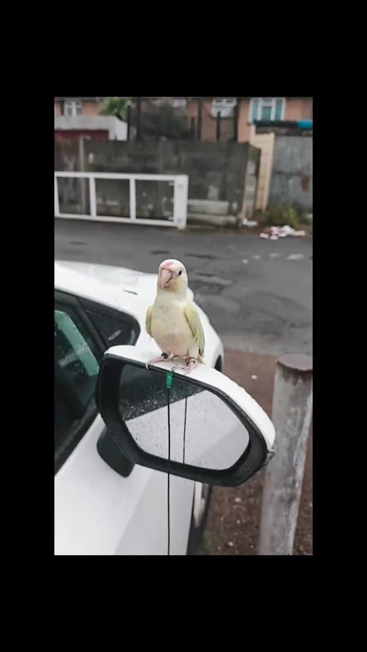 Conures birds for sale: Silly rammed Moon cheek conure - Video 5