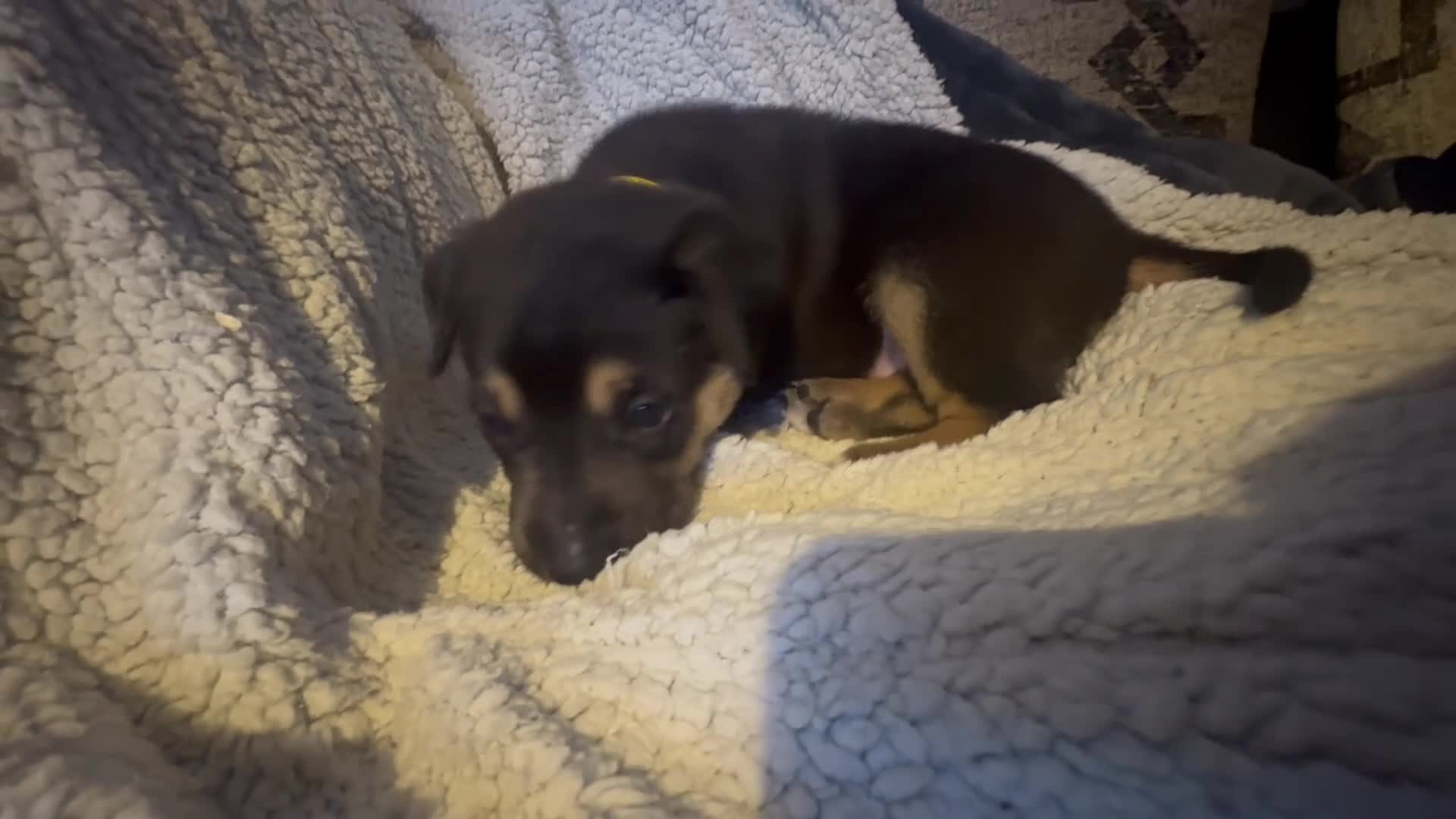 Mixed Breed dogs for sale: Staffy x belgian malinois  - Video 4