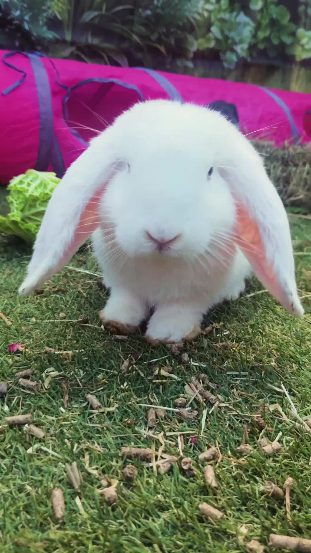 Mini Lop rabbits for sale: Friendly Pet Rabbit Looking for a Loving Home in Larne - Video 1