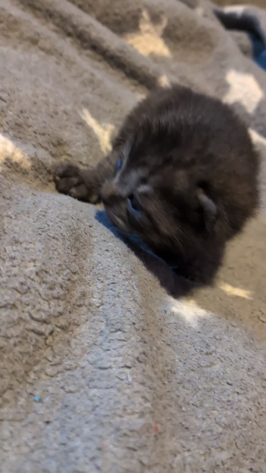 British Shorthair cats for sale: 4 kittens - Video 2