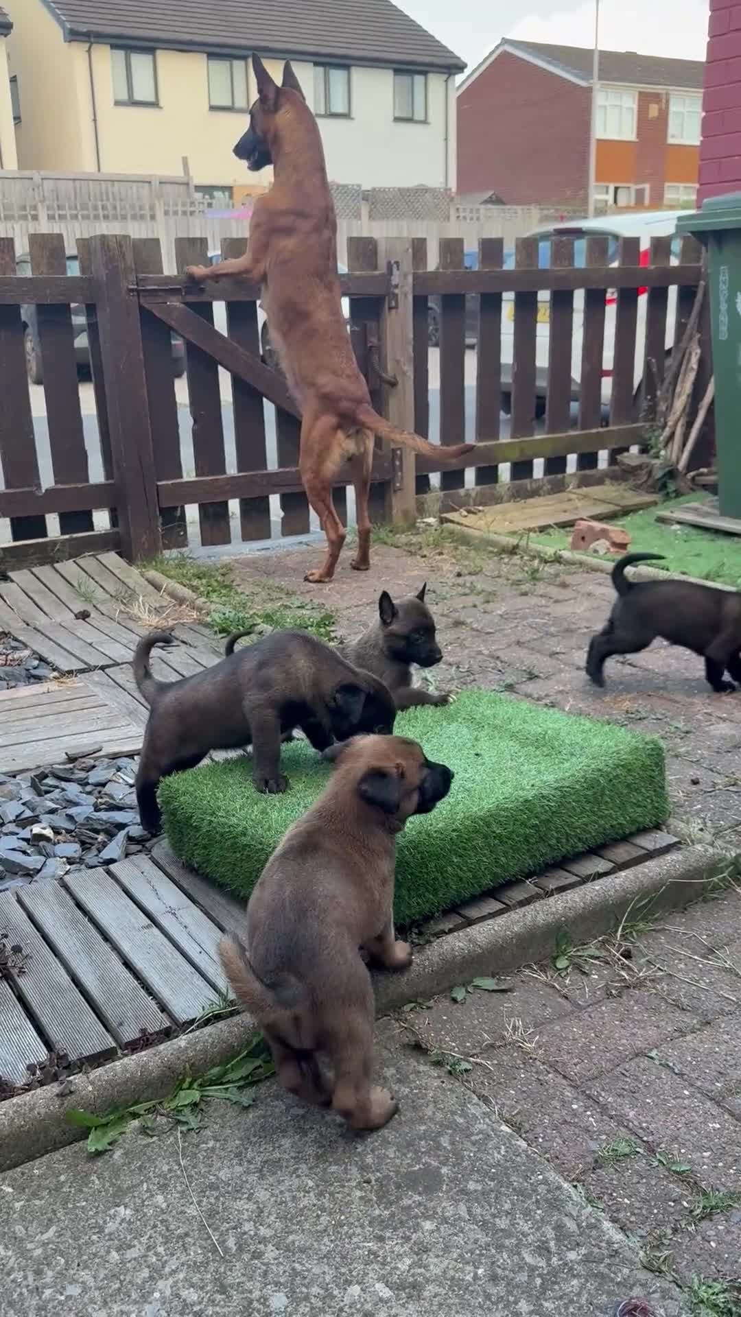 Belgian Shepherd Dog dogs for sale: The first and last litter from Rebel in Prenton - Video 5