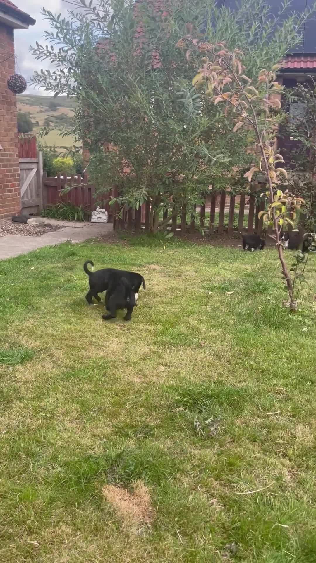 Mixed Breed dogs for sale: 🤍🖤Black roan cocker collies🖤🤍 - Video 2