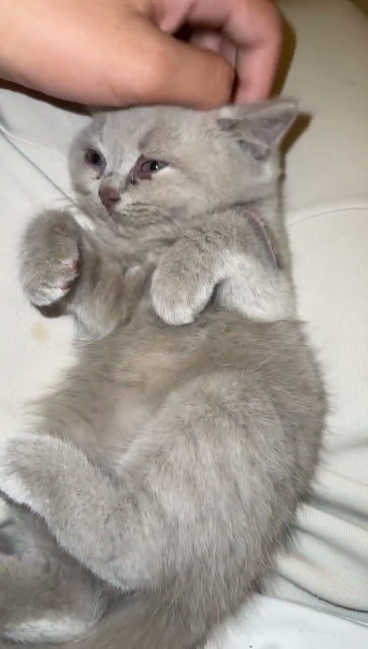 Scottish Fold cats for sale: 3 Lilac Scottish fold x British shorthairs£800-100 - Video 2