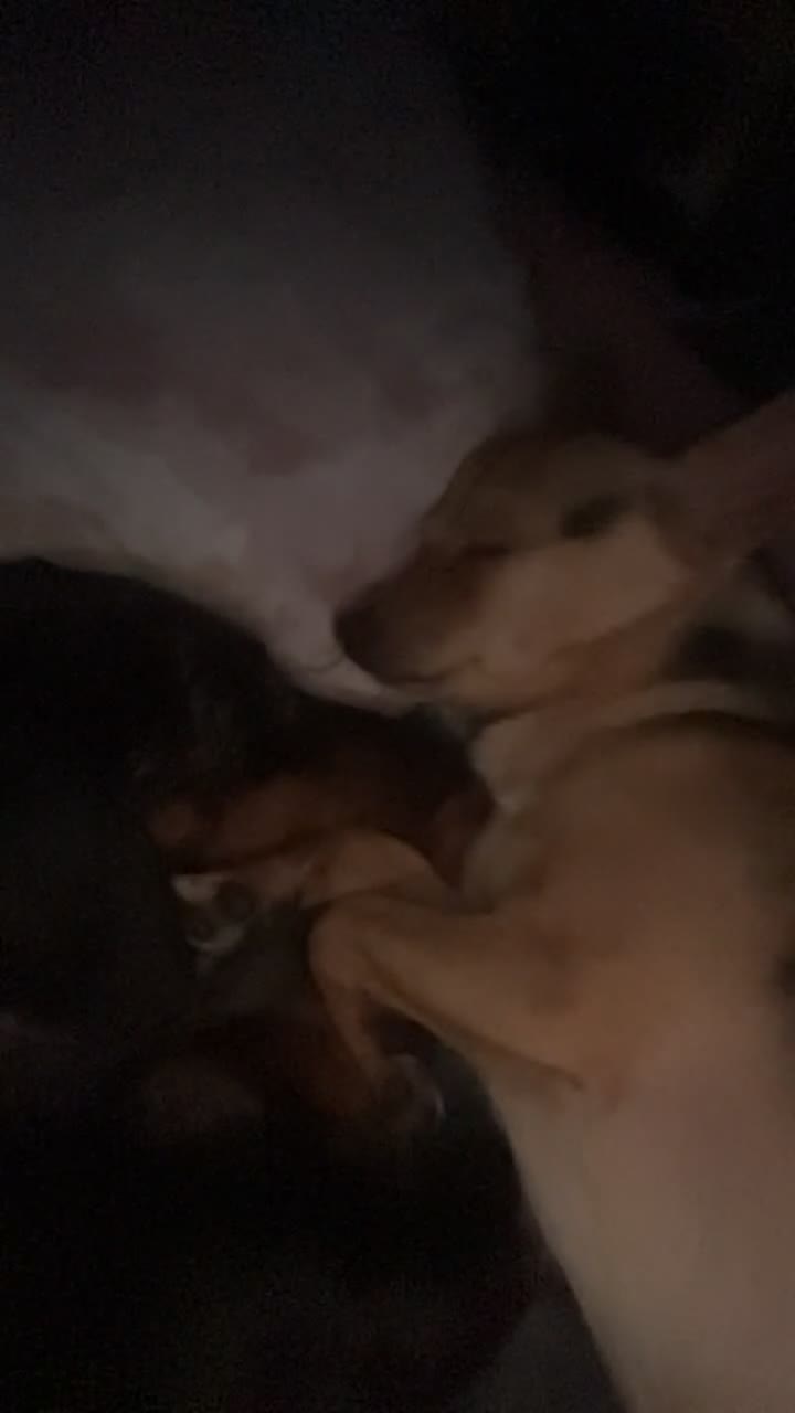 Dachshund dogs for sale: Dachshund  in Runcorn - Video 2