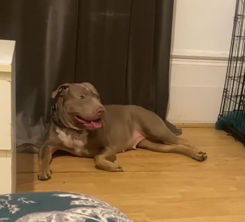 Mixed Breed dogs for sale: Emergency rehoming Roxy - Video 1