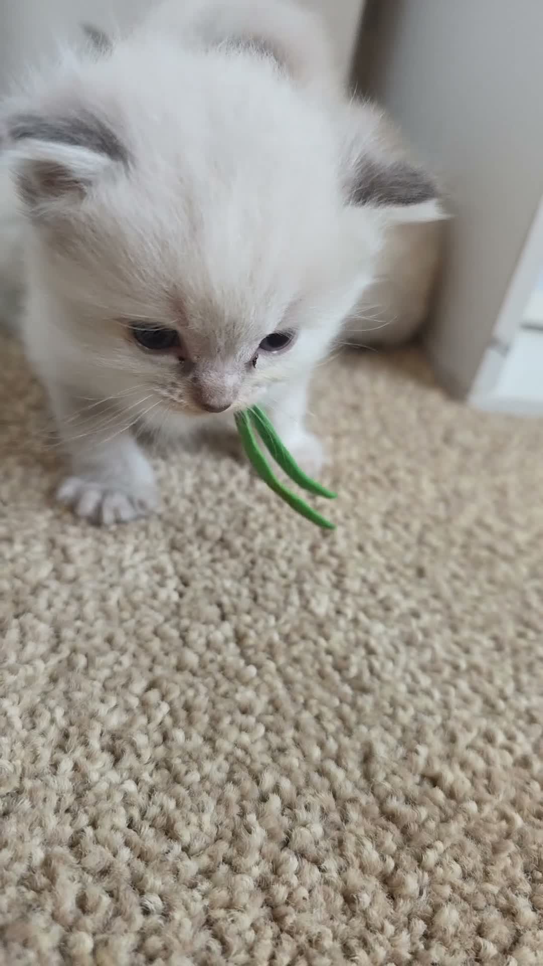 Ragdoll cats for sale: Accidental litter  - Video 4