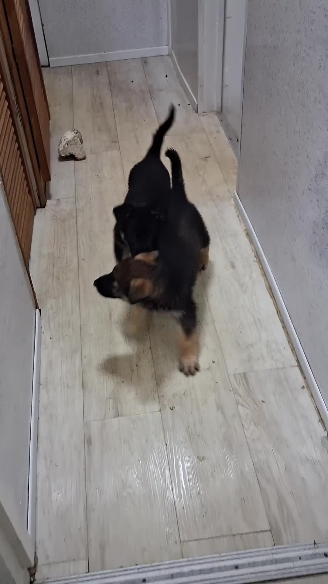 German Shepherd dogs for sale: APPROVED GSD PUPPIES,BLACK AND TAN,SABLE,SEE ALL P - Video 3