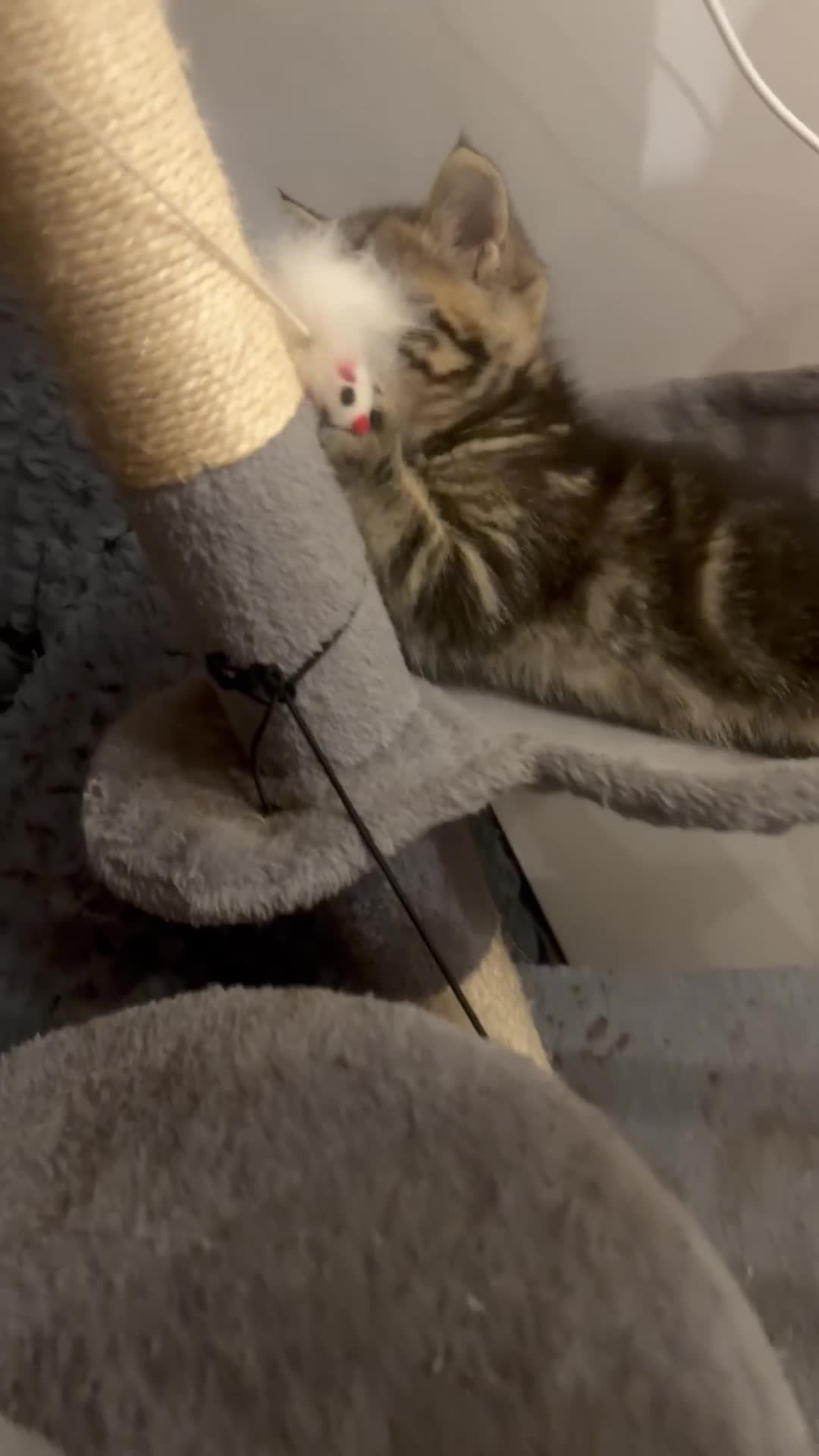 Scottish Fold cats for sale: REDUCED ❤️❤️Tabby cat😘Luxury Scottish❤️❤️❤️❤️❤️❤️ - Video 2
