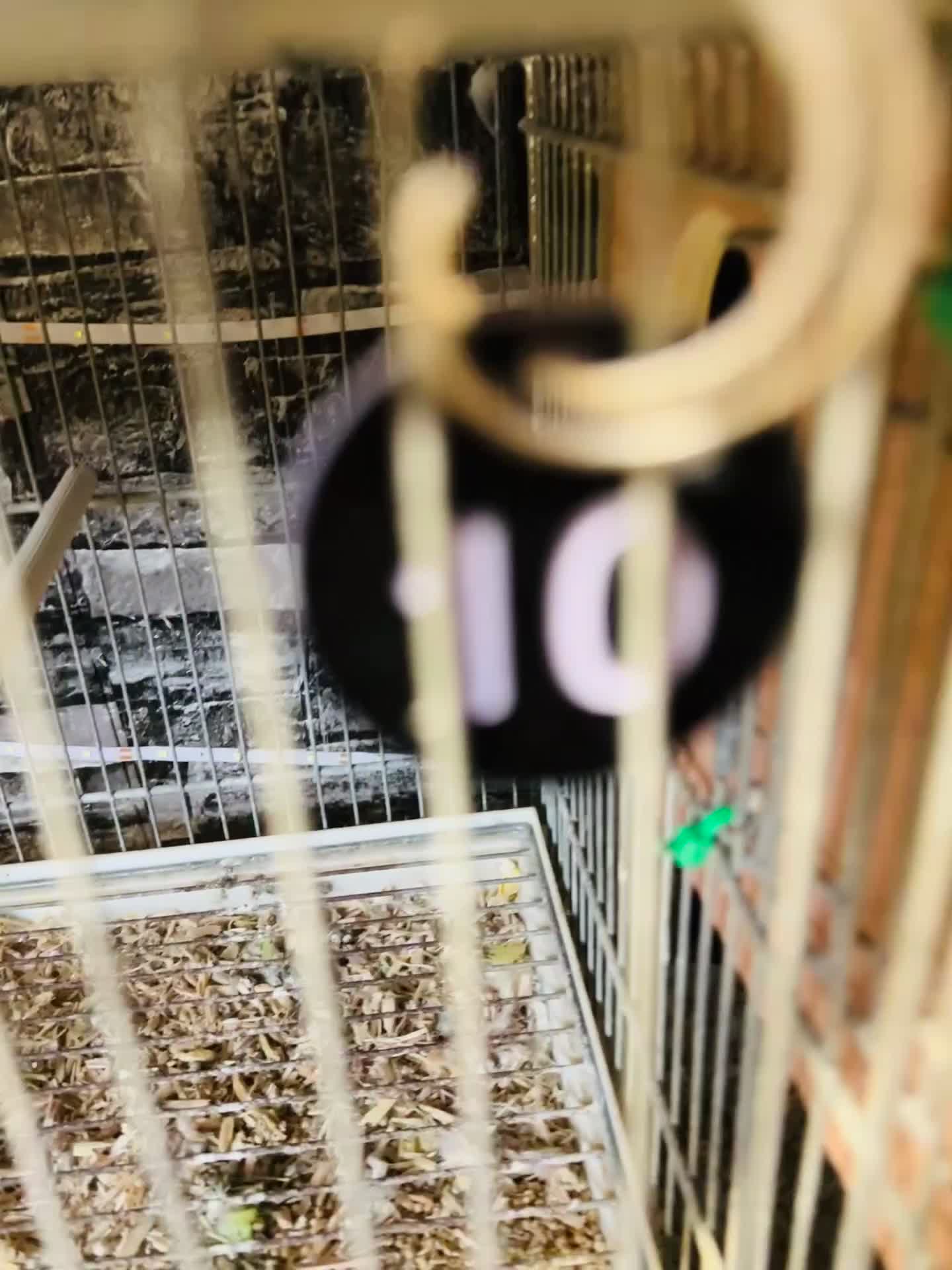Budgerigars birds for sale: Proven breeding pairs only  - Video 3
