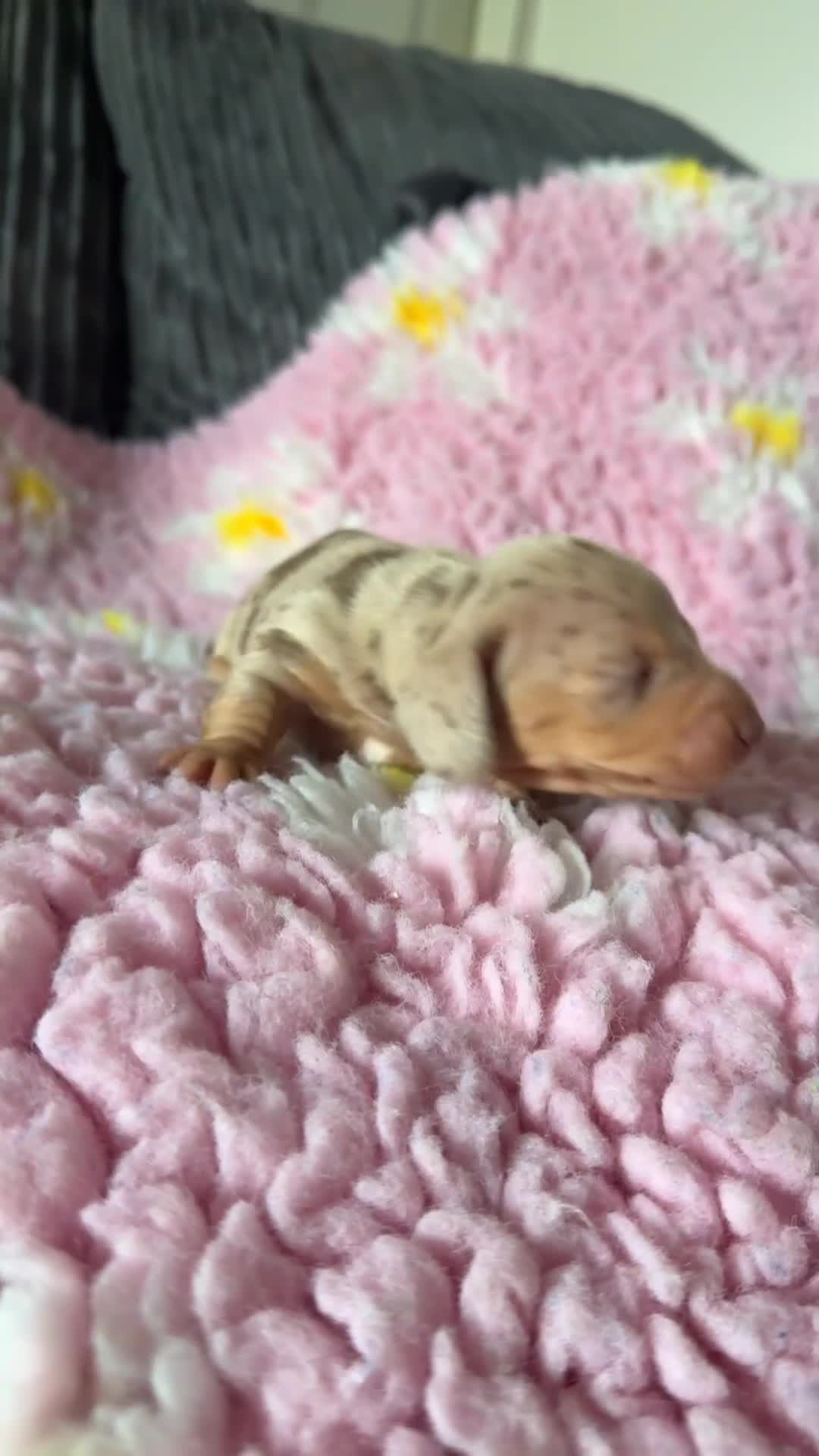 Dachshund dogs for sale: Puppies  - Video 3