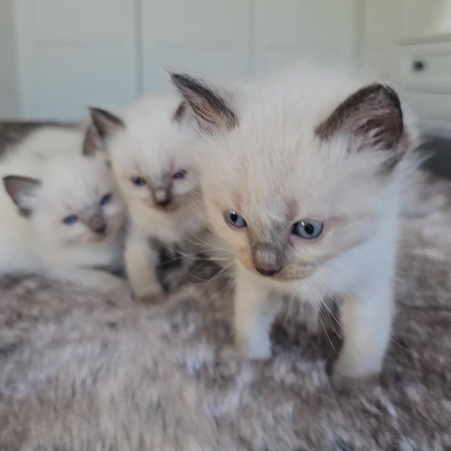 Ragdoll cats for sale: stunning  ragdoll kittens  - Video 2