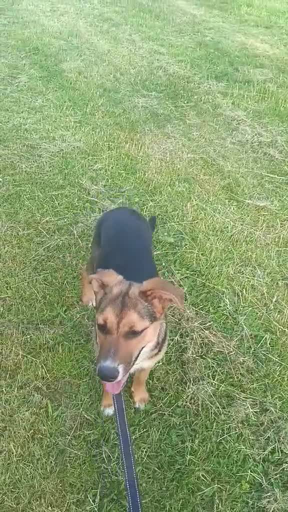 Mixed Breed dogs for adoption: Amazing Millie for adoption  - Video 1