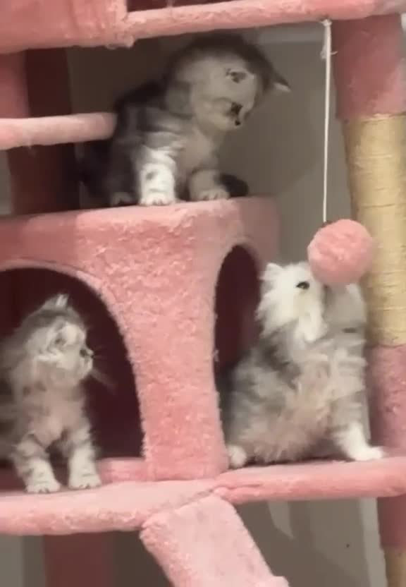 Persian cats for stud: Proven Persian Stud Cat  - Video 3