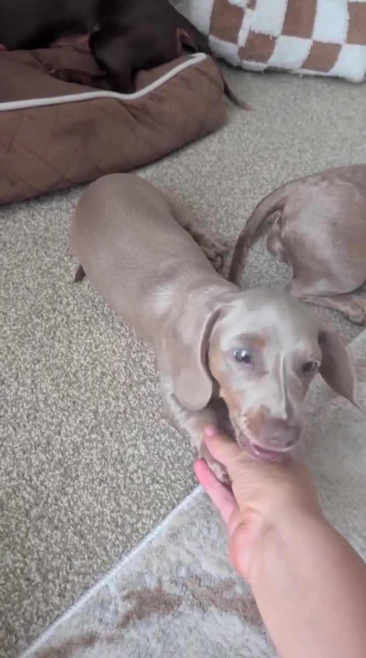 Miniature Dachshund dogs for sale: Blue/IsabellaTanMiniatureDachshund - READY - Video 1