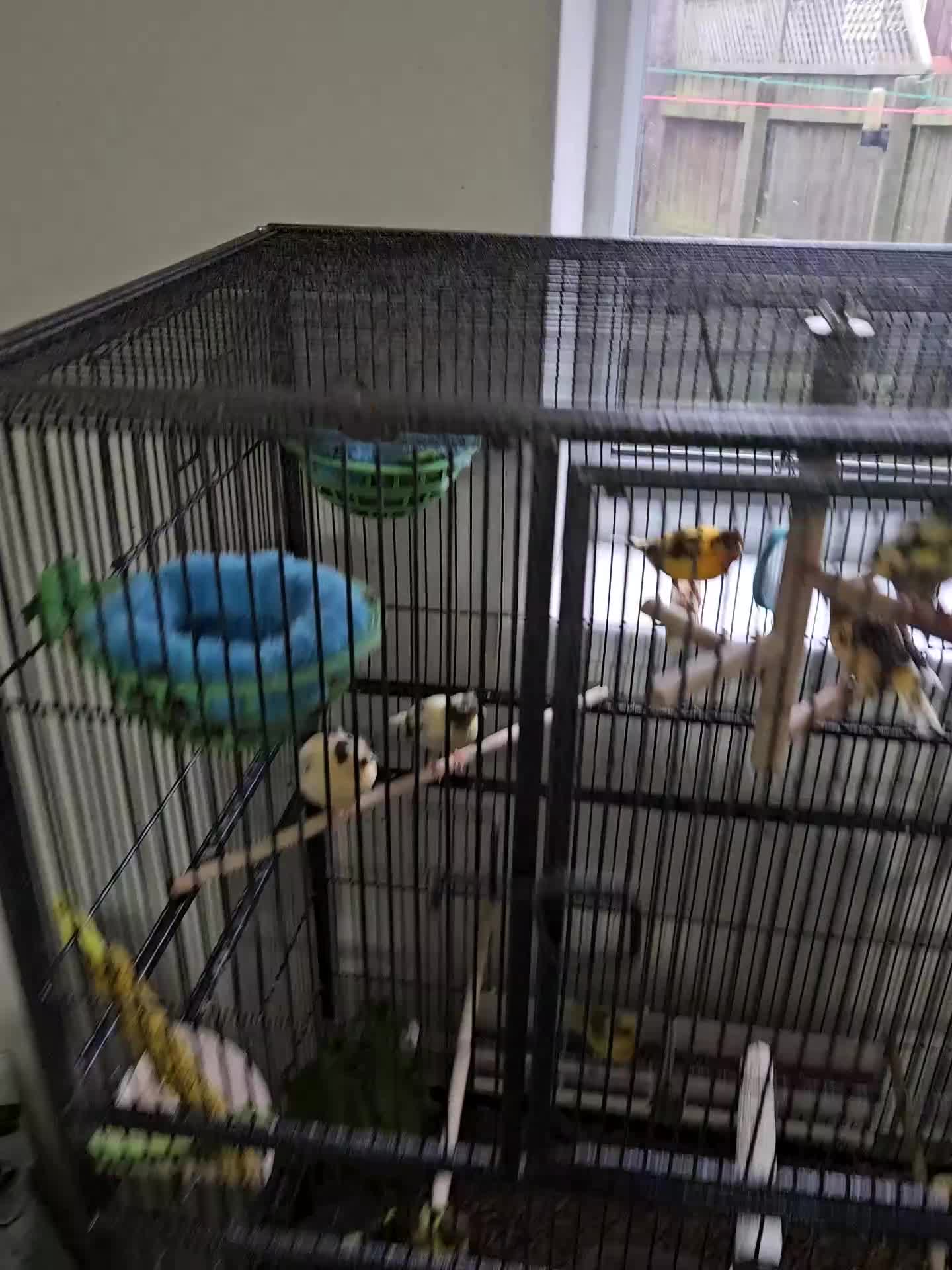 Canaries birds for sale: Baby Canaries for sale in South Shields - Video 1
