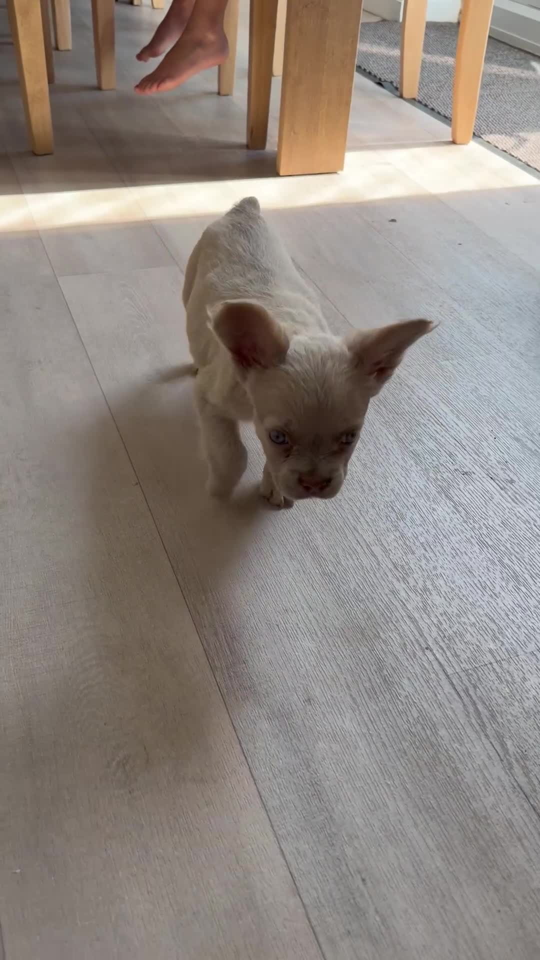 French Bulldog dogs for sale: 💕 gorgeous fluffy frenchie girl £875 - Video 1