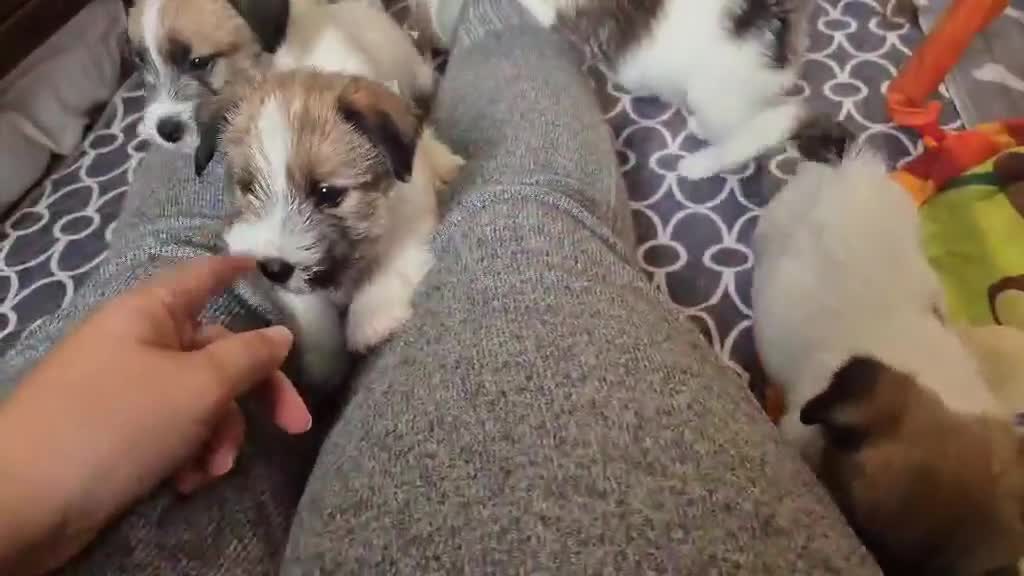 Jack Russell dogs for sale: Adorable Jack Russell Puppies - Video 1