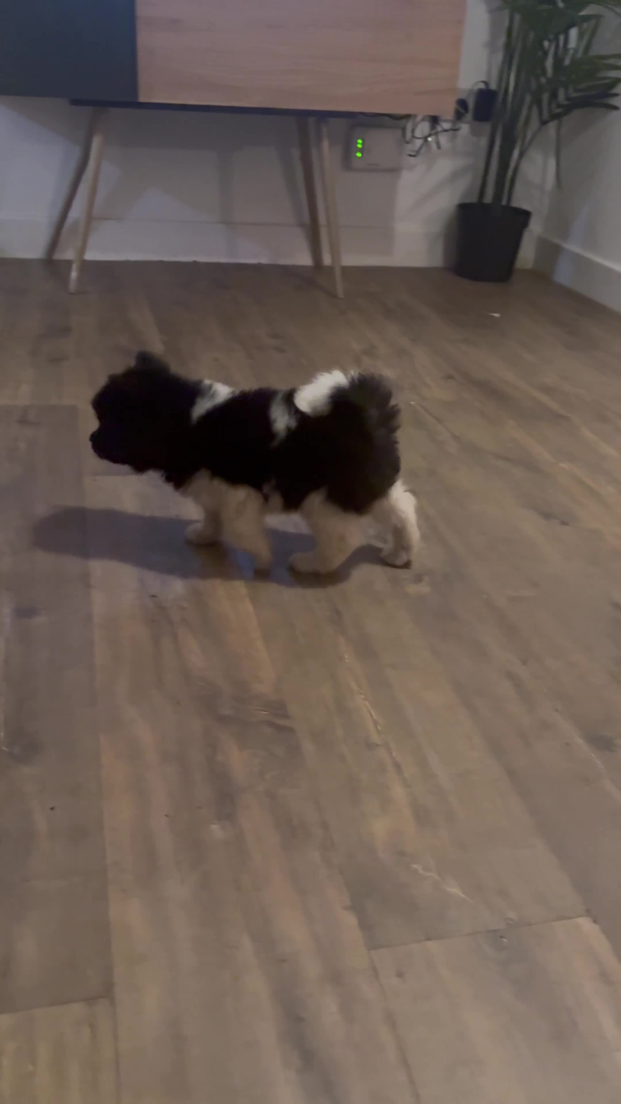 Akita dogs for sale: Beautiful Chunky American Akita Puppies - Video 4