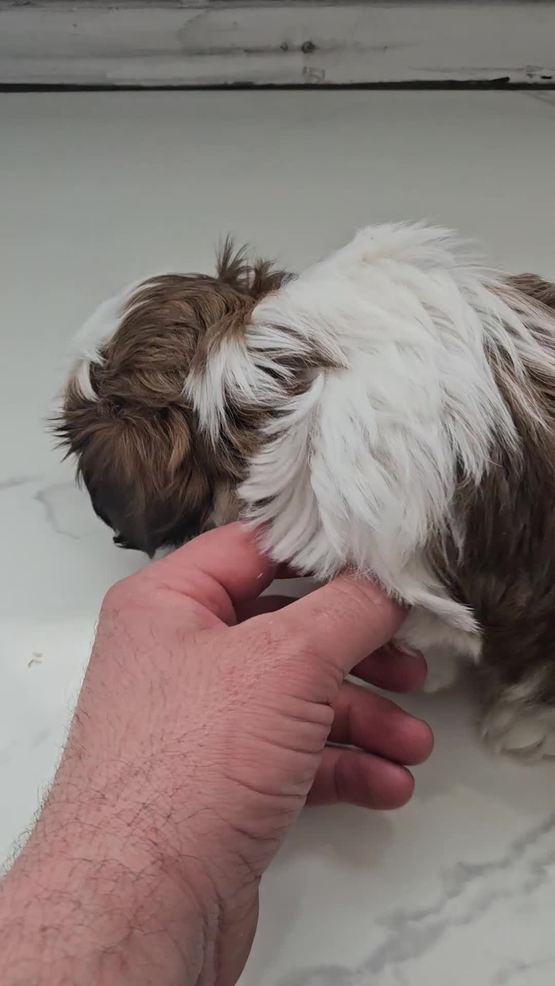 Shih Tzu dogs for sale: Shih tzu puppy  - Video 1