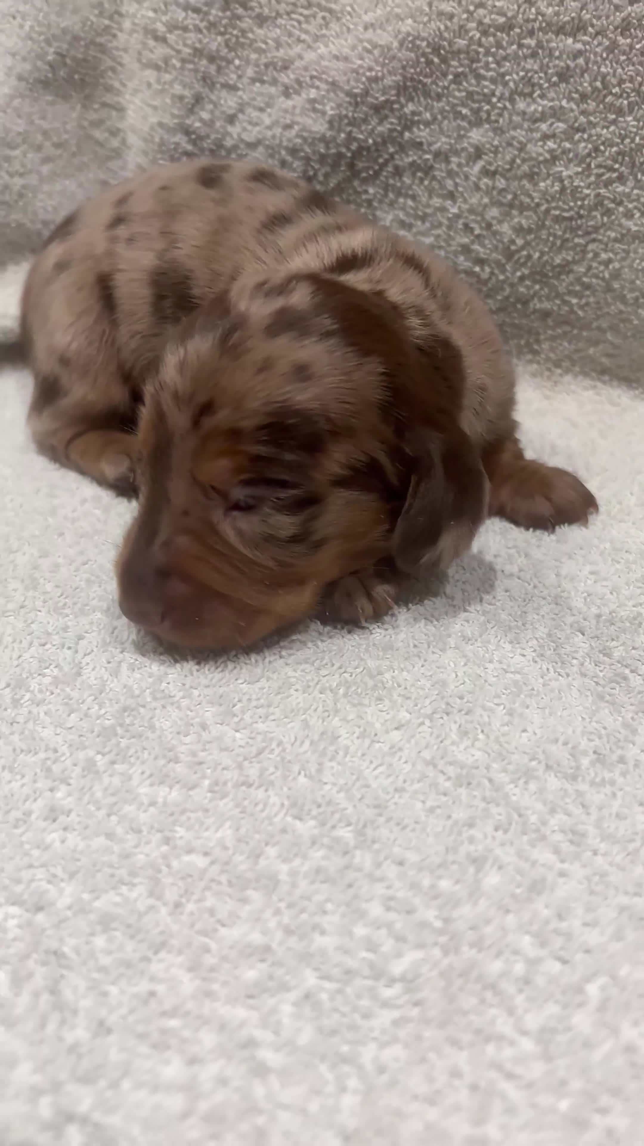 Miniature Dachshund dogs for sale: The sausage squad has arrived!  - Video 4