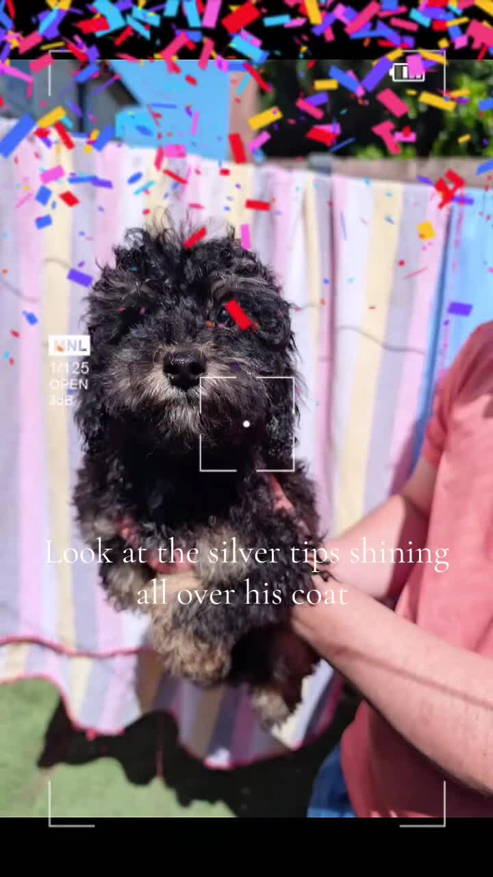 Toy Poodle dogs for sale: Kc registered toy poodles  - Video 2
