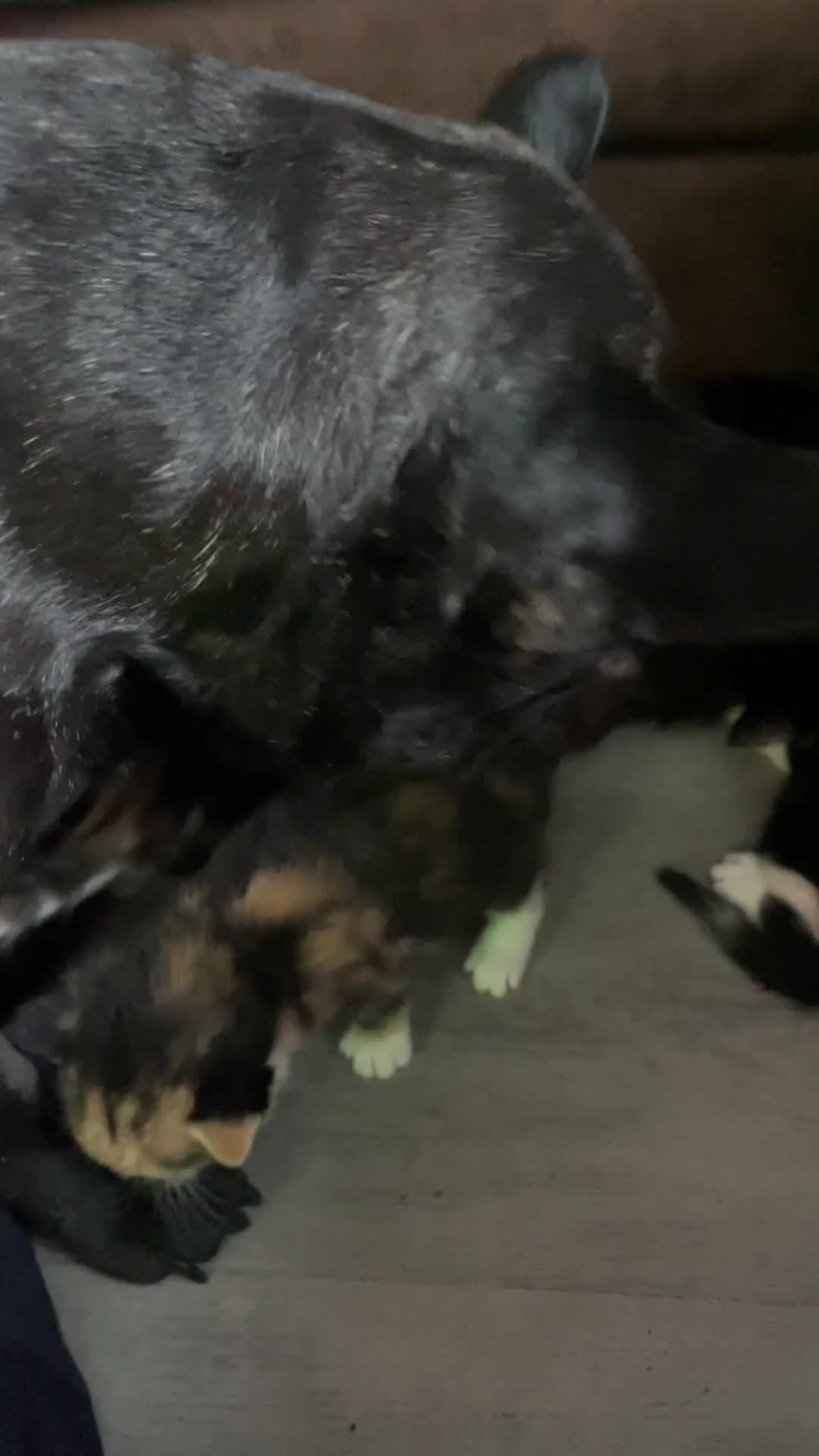 Mixed Breed cats for sale: Kittens - Video 1