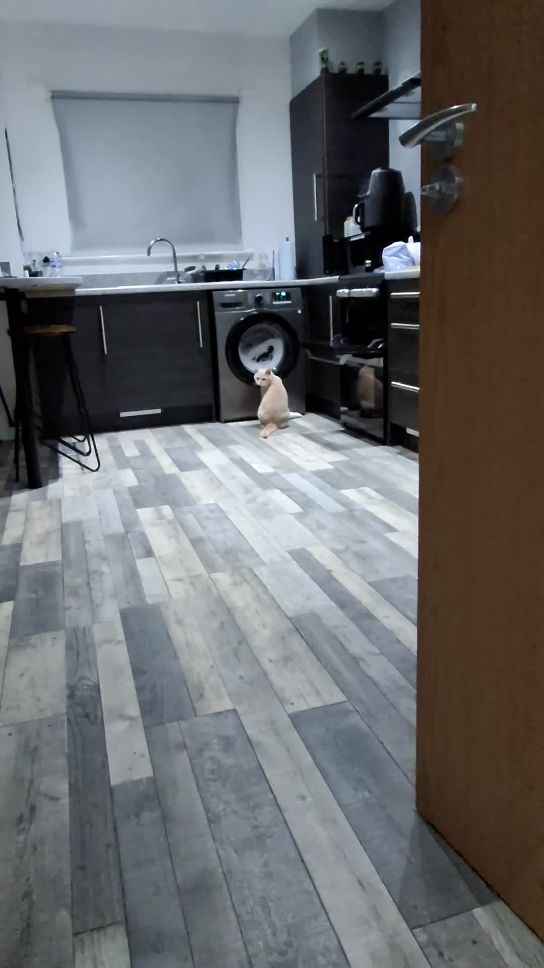 Mixed Breed cats for sale: Cream And Ginger Cat - Video 2
