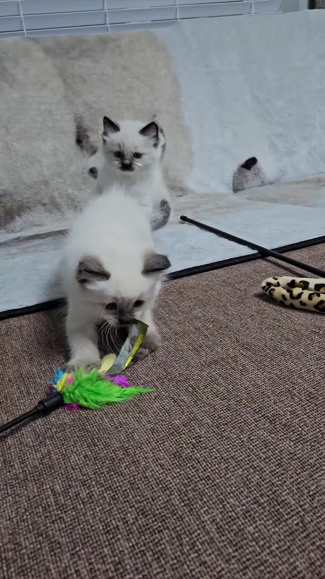 Ragdoll cats for sale: Stunning Ragdoll Kittens Available - Video 2