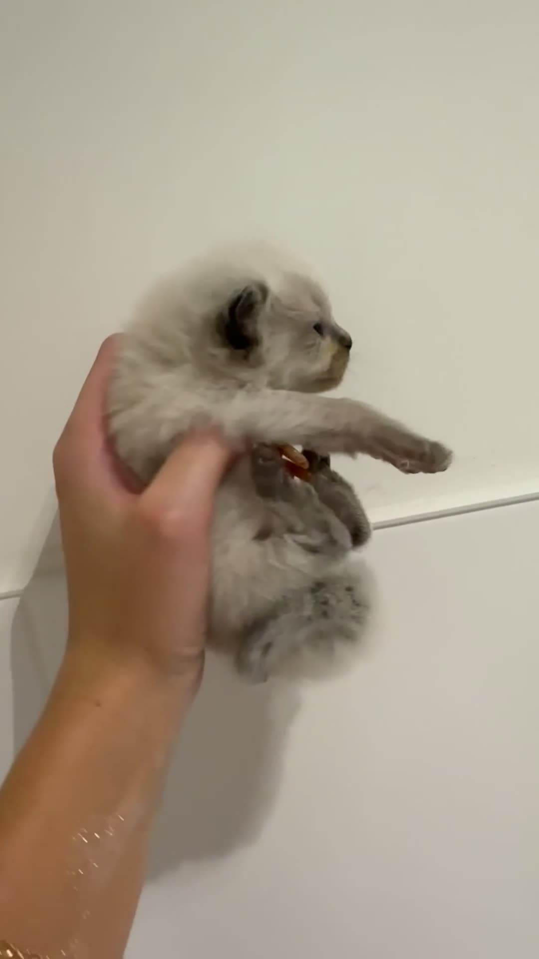 Ragdoll cats for sale: READY TO RESERVE - pedigree Ragdoll Kittens - Video 2