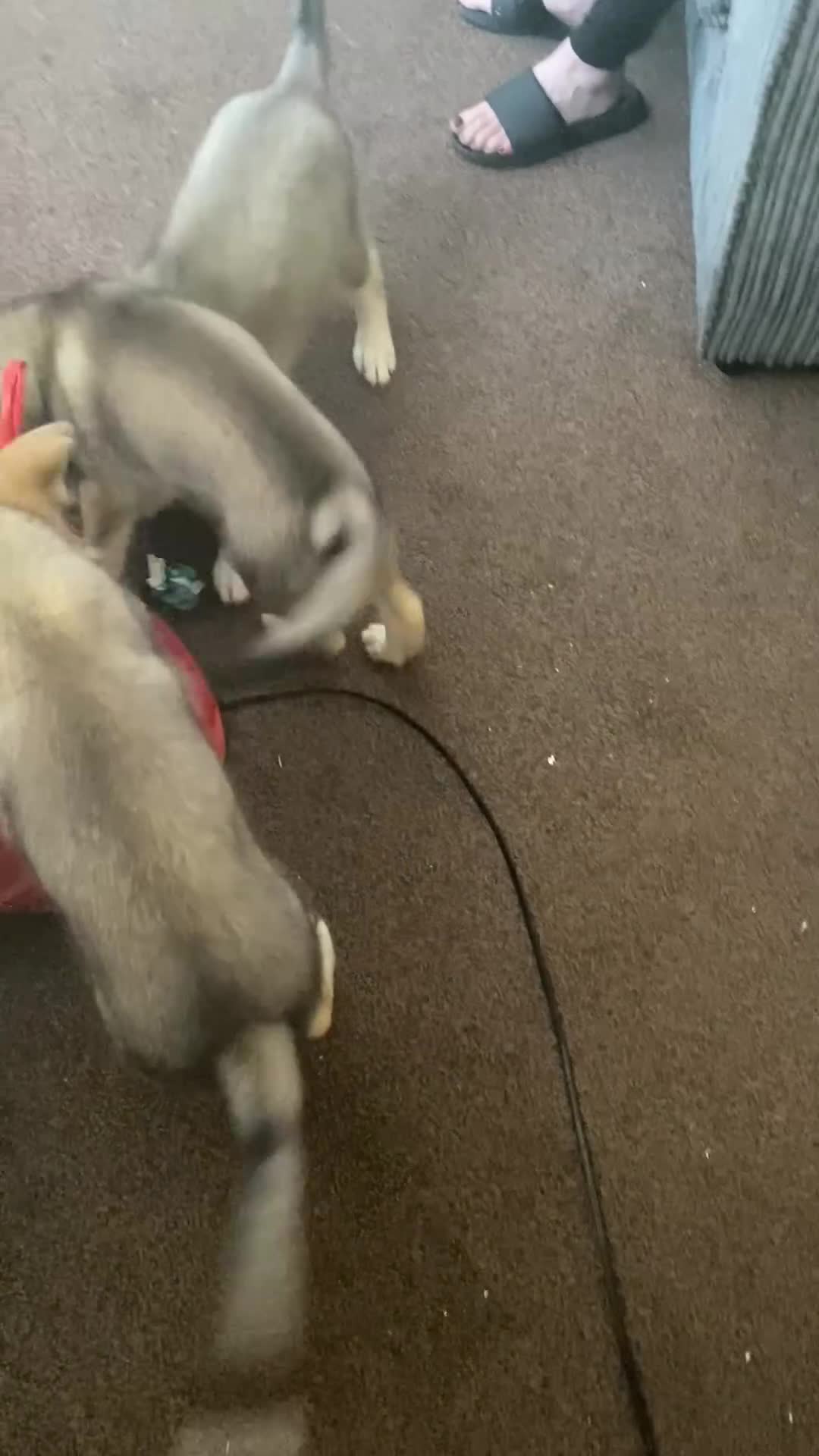 Utonagan dogs for sale: utanagan cross czech wolf dog  - Video 1