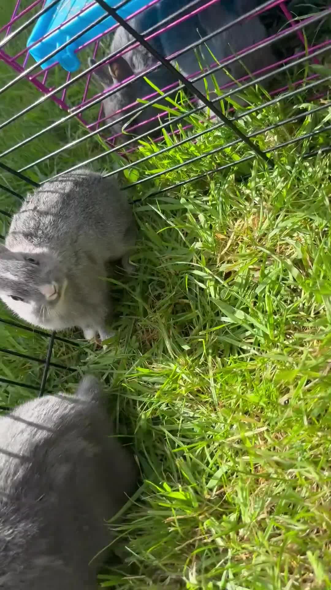 Netherland Dwarf rabbits for sale: Adorable Baby Netherland Dwarf Rabbits - Video 1