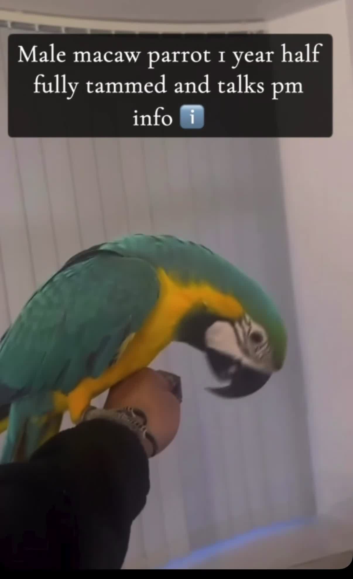 Macaws birds for sale: Macaw in Bradford - Video 1