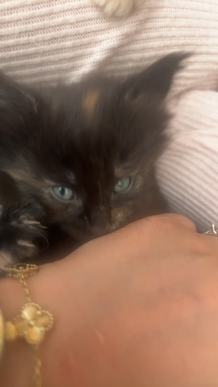 Maine Coon cats for sale: Maine Coon Kittens  - Video 5