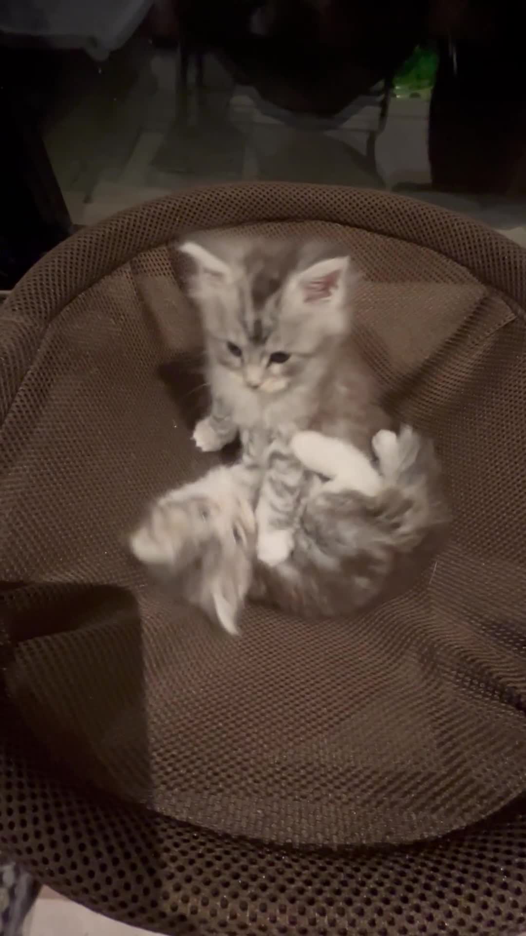 Maine Coon cats for sale: Stunning Purebred Maine Coon Kittens 😺  - Video 2