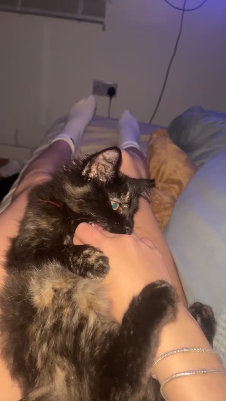 Mixed Breed cats for sale: Kitten for sale - Video 1