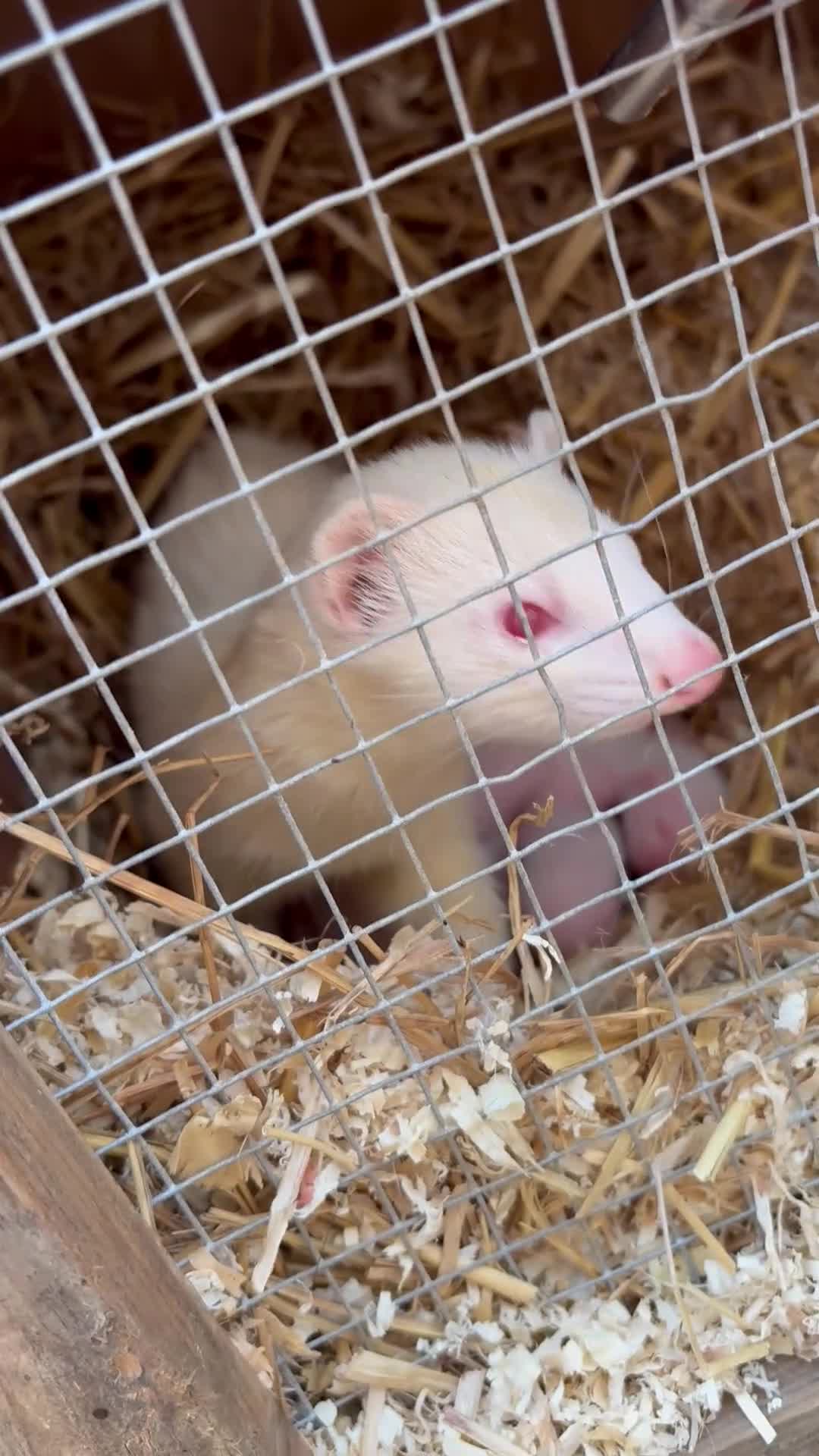 Ferret rodents for sale: Albino kits looking for new 🏡  in Sheffield - Video 2