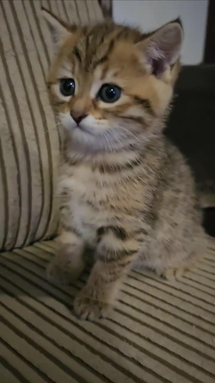 Scottish Fold cats for sale: Beautiful Scottish Fold Kittens - Video 2