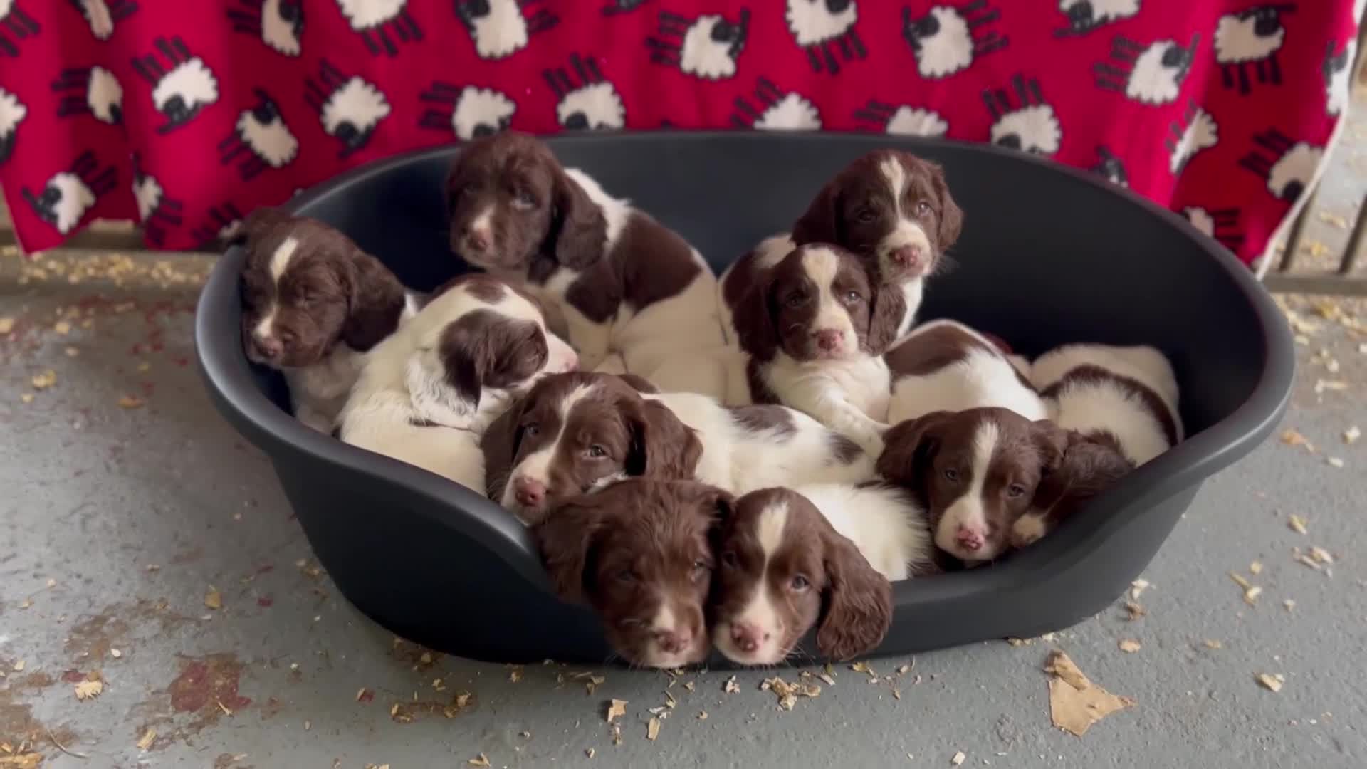 English Springer Spaniel dogs for sale: Royal Kennel  Club  Puppies in Llanrwst - Video 1
