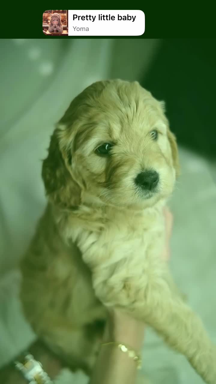 Mini Goldendoodle dogs for sale: Stunning F1 Miniature Goldendoodle puppies - Video 1