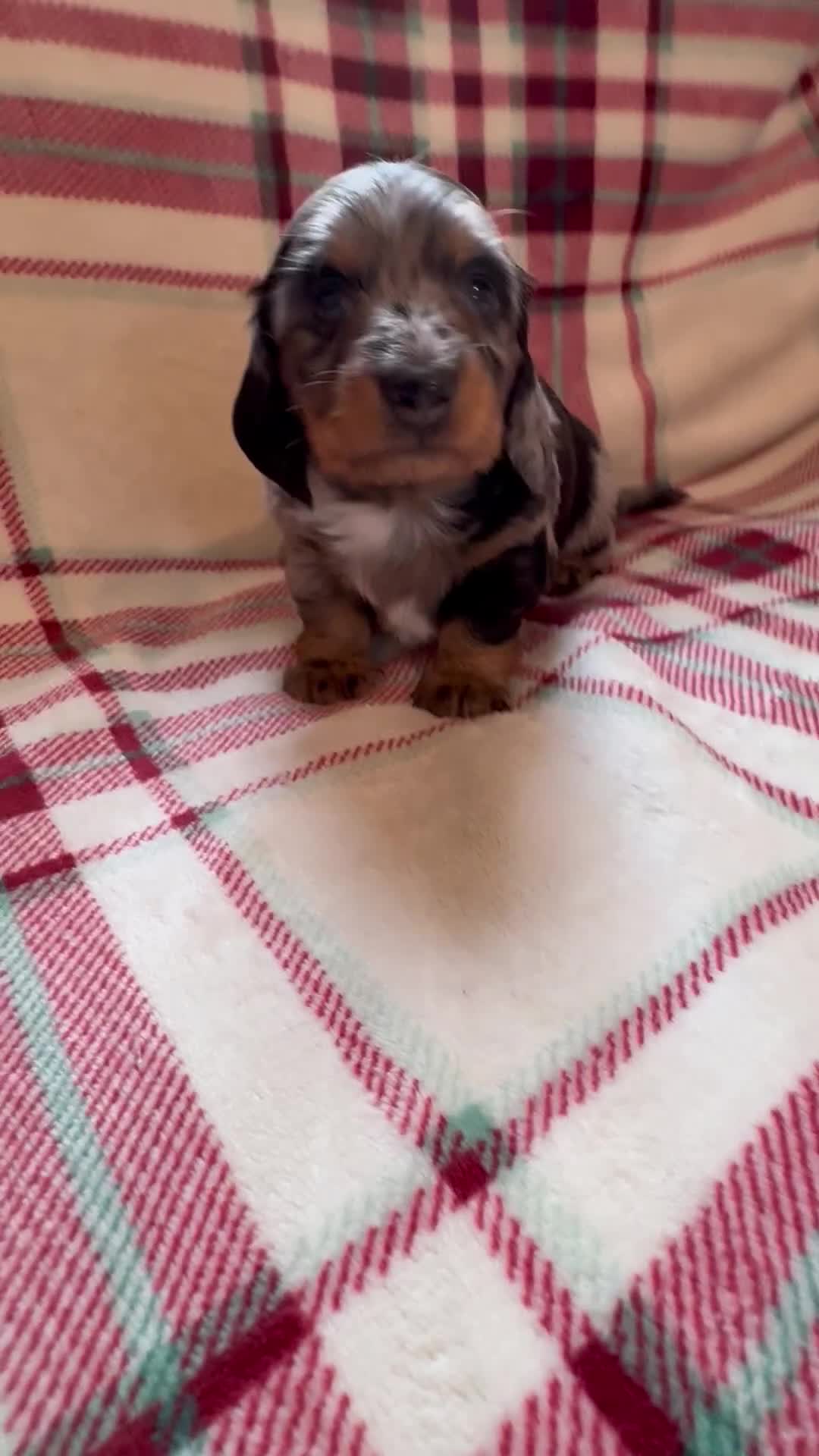 Dachshund dogs for sale: Quality Dachunds - Video 3