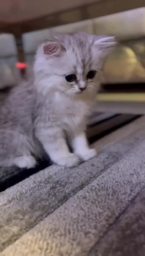 Persian cats for sale: Persian cat  - Video 1