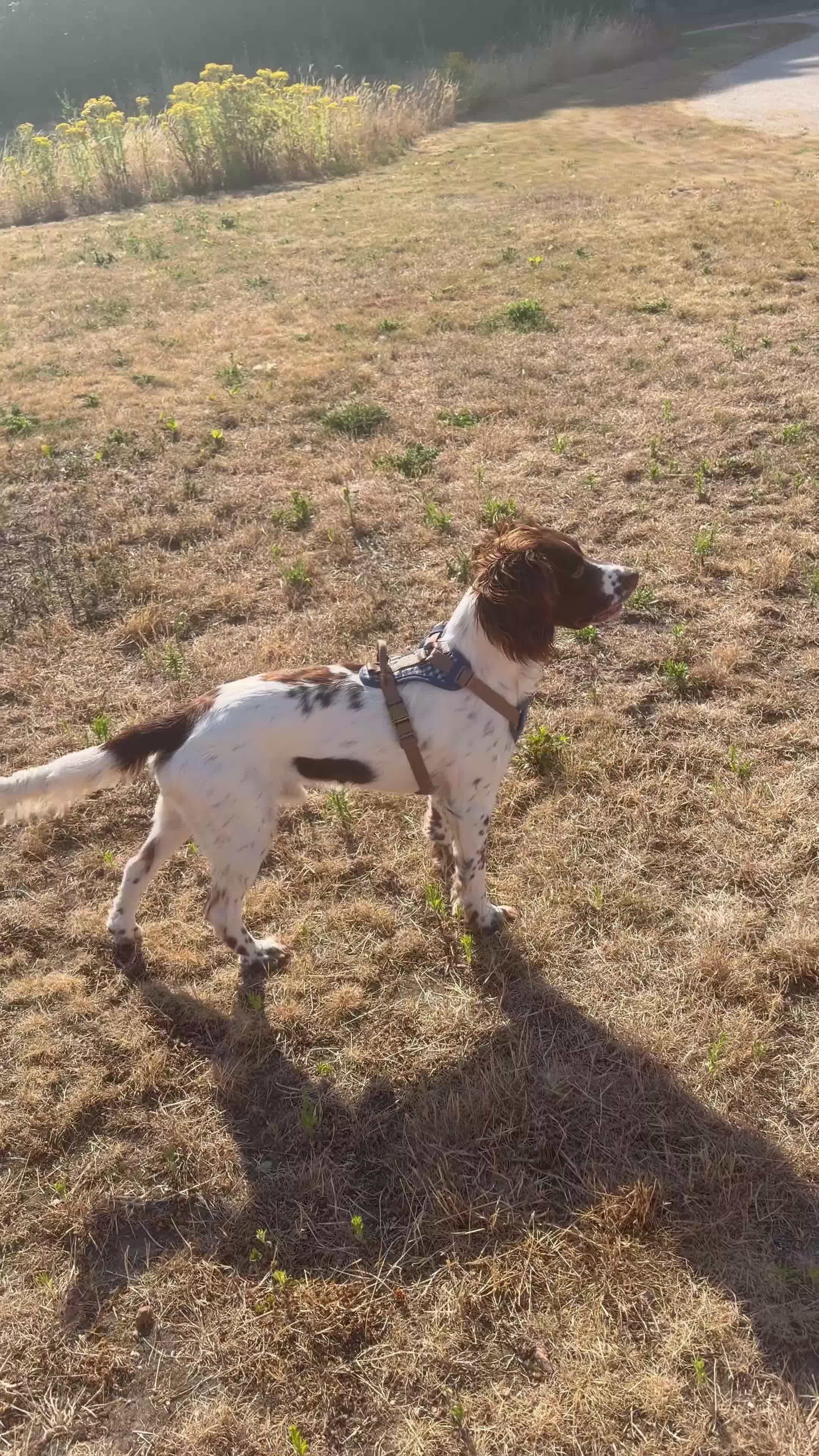 English Springer Spaniel dogs for sale: Springer Spaniel  - Video 1