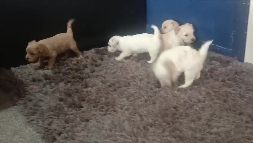 Maltese dogs for sale: 5 beautiful maltese puppies ready for new home. - Video 1
