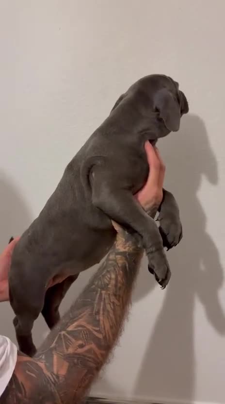 Cane Corso dogs for sale: Cane Corso Puppies READY NOW!!! - Video 3