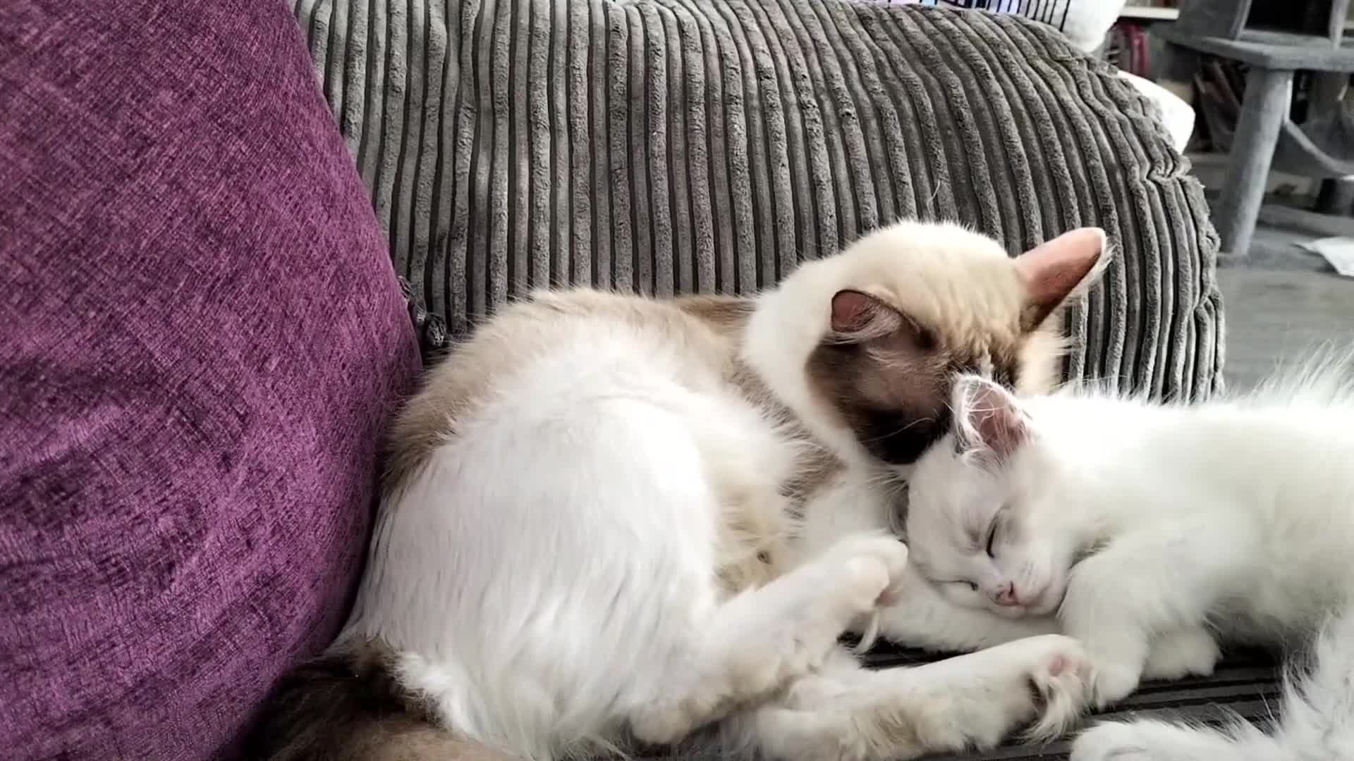 Ragdoll cats for sale: Stunning ragdoll kittens looking for new homes - Video 1