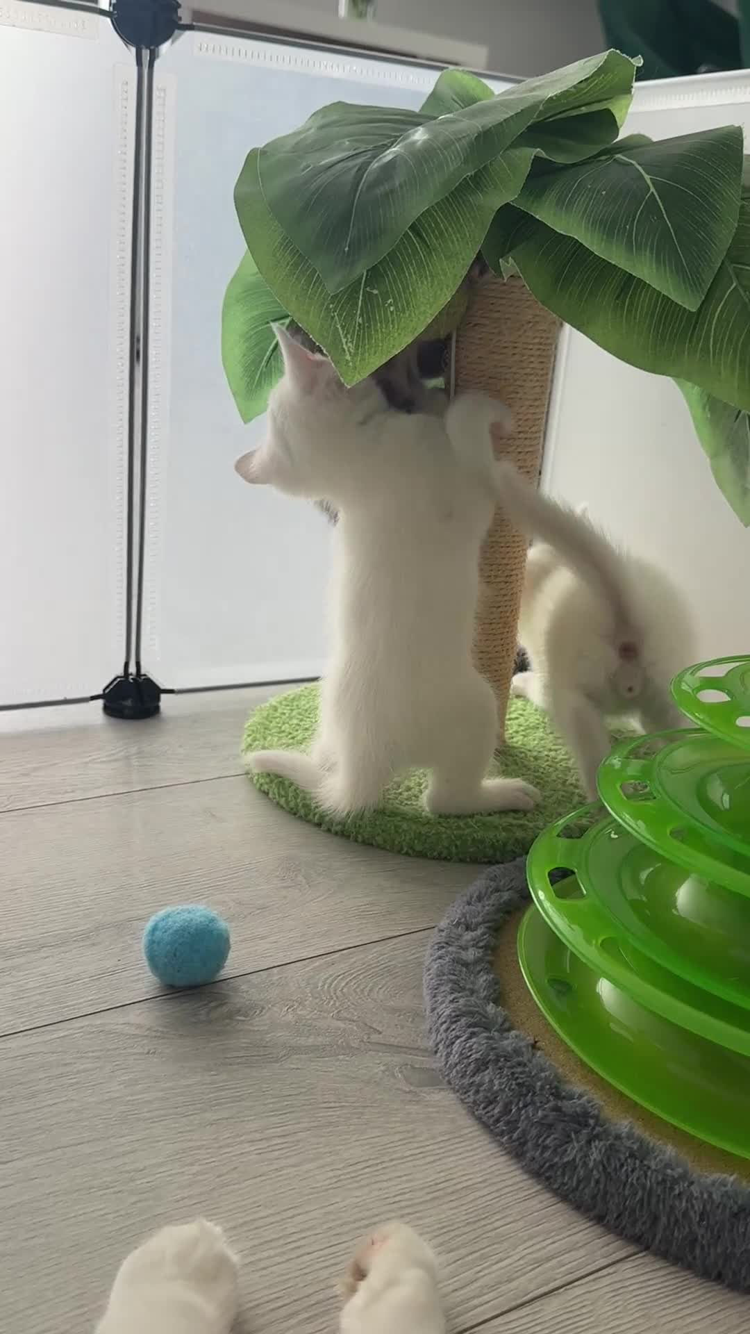 Turkish Angora cats for sale: 4 Beautiful Turkish Angora Mix Kittens - Video 5