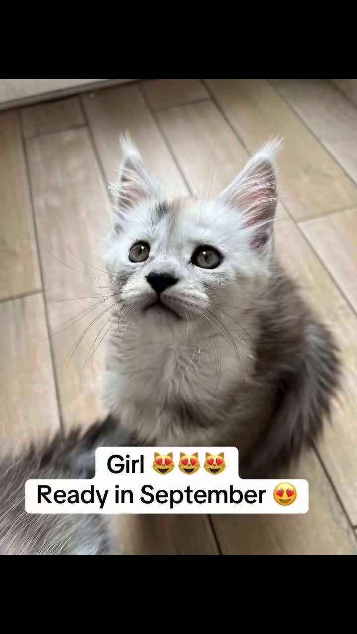 Maine Coon cats for sale: Maine Coon boy male TICA pedigree shaded  - Video 2