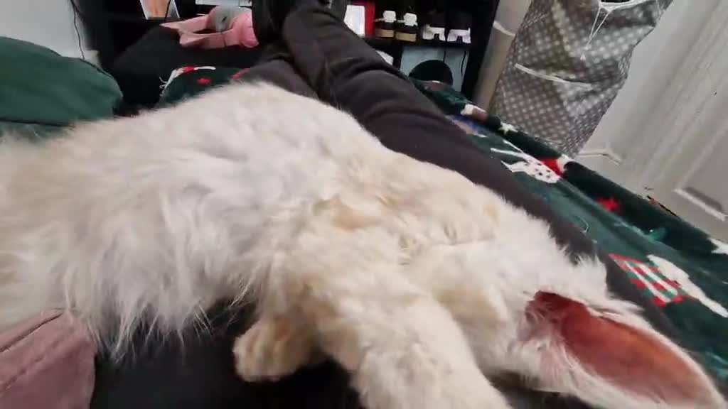 Maine Coon cats for sale: Peach Maine Coon for sale in Chard - Video 1